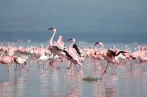 Lesser Flamingos by James Lees