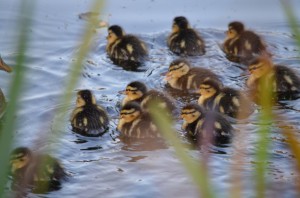 Mallard ducklings