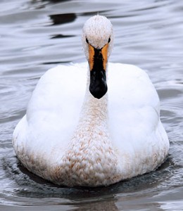 The Bewick's Swan 'Dario' by Colin Butters