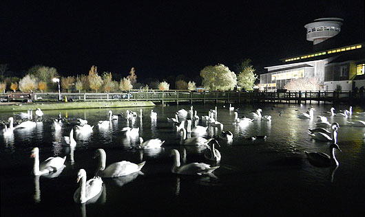 slimbridge_by_floodlight Slimbridge centre by Autumnwatch floodlights