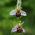 Bee orchid - Richard Bullock