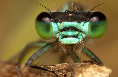 Juvenile damselfly - Ilia Karmanov