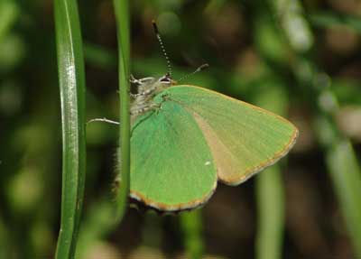 Green Hairstreak butterfly - Laurence Arnold