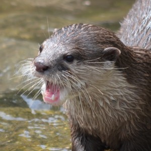 Otter at WWT London Wetland Centre - Jamie Wyver
