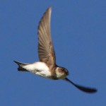Sand martin - Paul Gregory