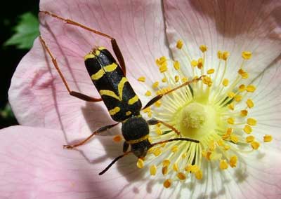 Wasp beetle - Philip Briggs
