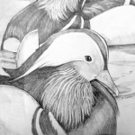 Mandarin drawing - Judith Gordon