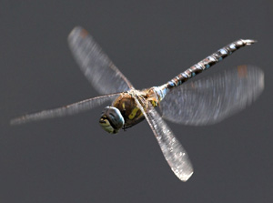 Migrant Hawker - Anne and Chris Algar