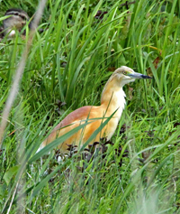 Squacco heron by Chris Baines