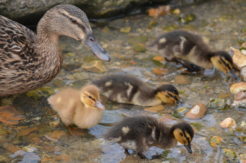 Jessica the gold duckling with her mum and siblings
