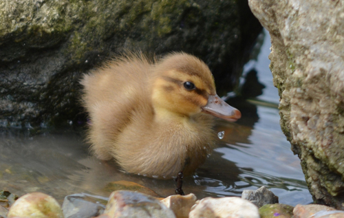 Jessica the gold duckling