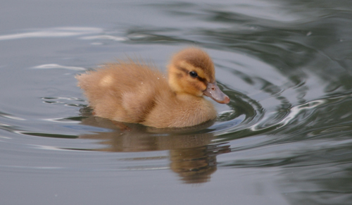 Jessica the gold duckling