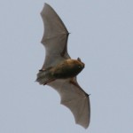 Pipistrelle bat - R J Brookes / Bat Conservation Trust