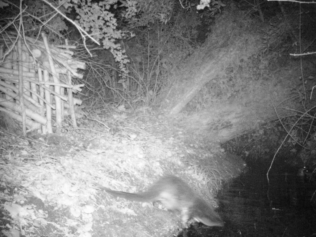 Otter photographed by camera trap at Steart