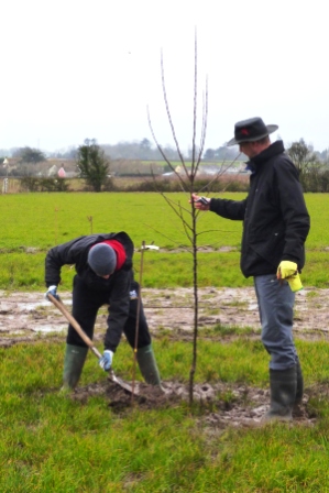 orchard planting 3
