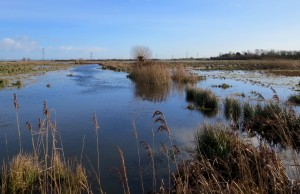 Stockland Marsh2 (c) Alys Laver WWT
