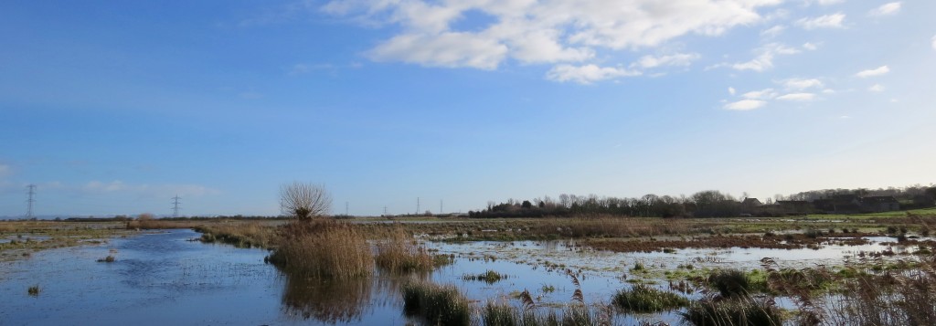 Stockland Marsh3 (c) Alys Laver WWT