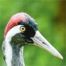 Eurasian crane