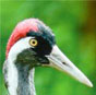 Eurasian crane