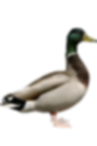 mallard
