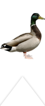 mallard