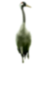 Eurasian crane