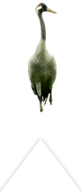 Eurasian crane