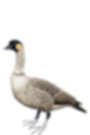 nene