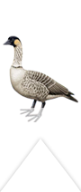 nene