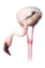 lesser flamingo