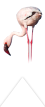 lesser flamingo