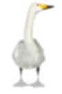 Bewick's swan