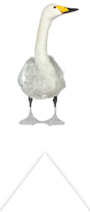 Bewick's swan