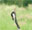 Eurasian crane