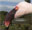 lesser flamingo