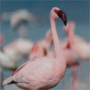 lesser flamingo