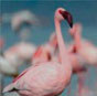 lesser flamingo