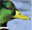 mallard