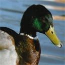 mallard