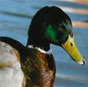 mallard