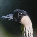 nene