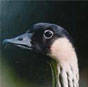nene