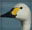 Bewick's swan