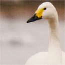 Bewick's swan