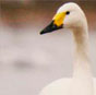 Bewick's swan