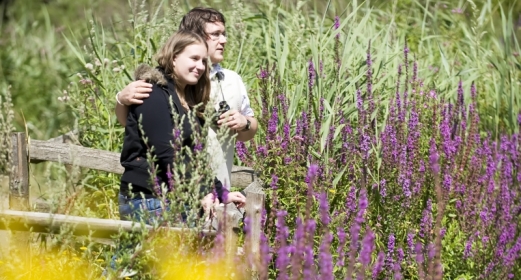 Reed bed walks