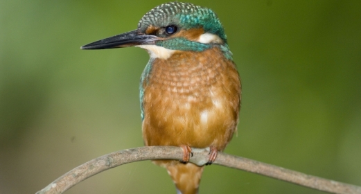 Birds and wildlife
