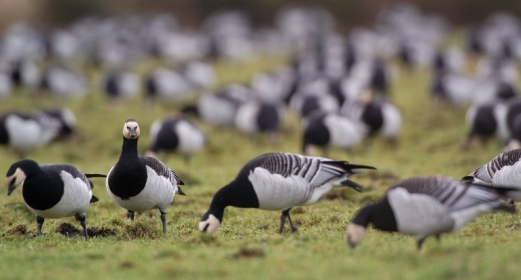 Barnacle geese