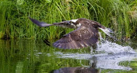 Wildlife watching