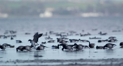 Brent geese spectacle